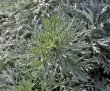 Artemisia schmidtiana
