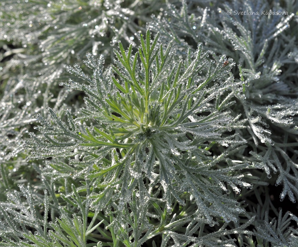 Image of Artemisia schmidtiana specimen.