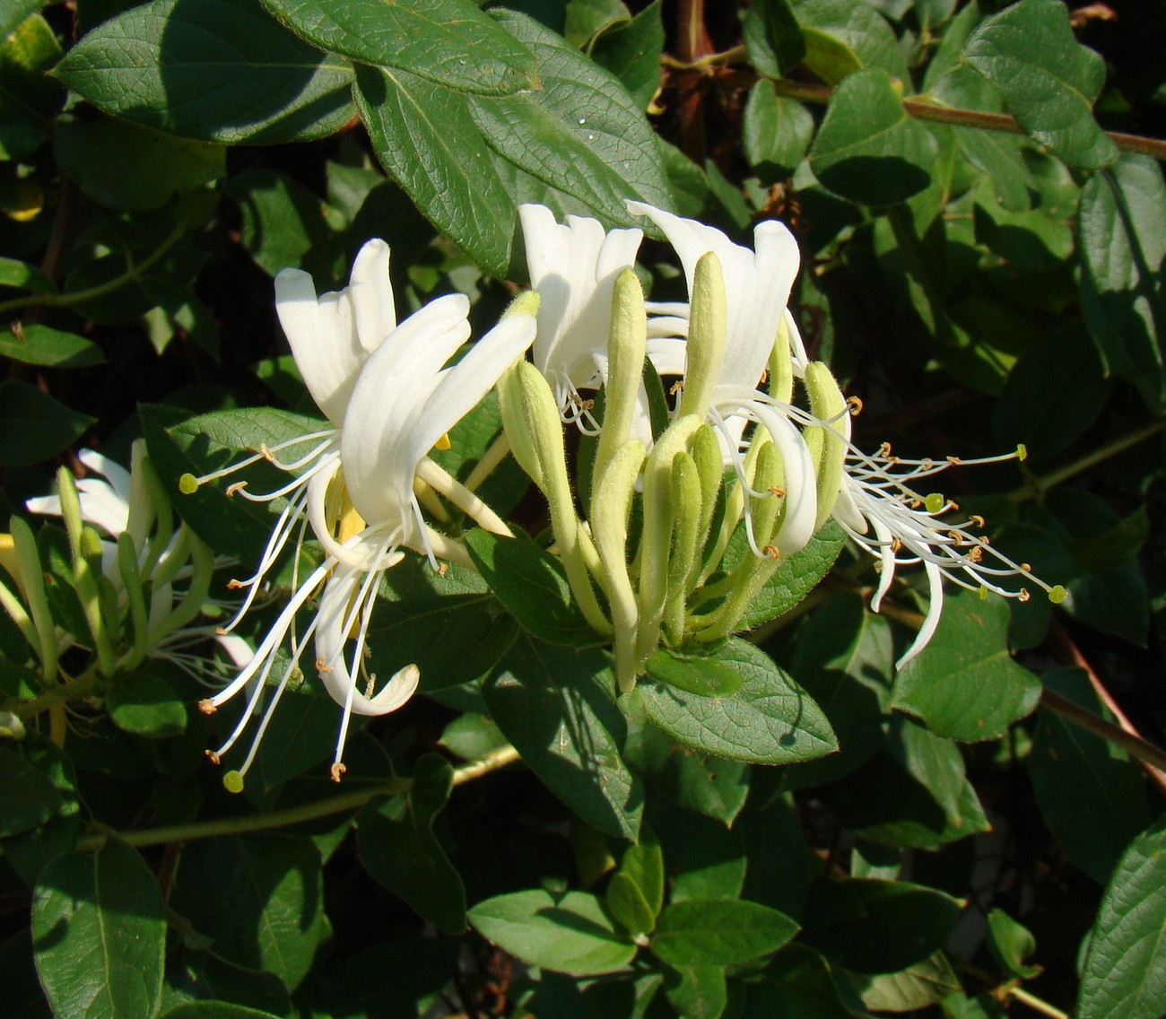 Изображение особи Lonicera japonica.