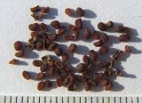 Ennealophus euryandrus
