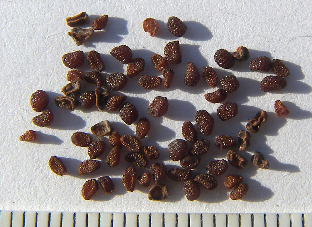 Image of Ennealophus euryandrus specimen.