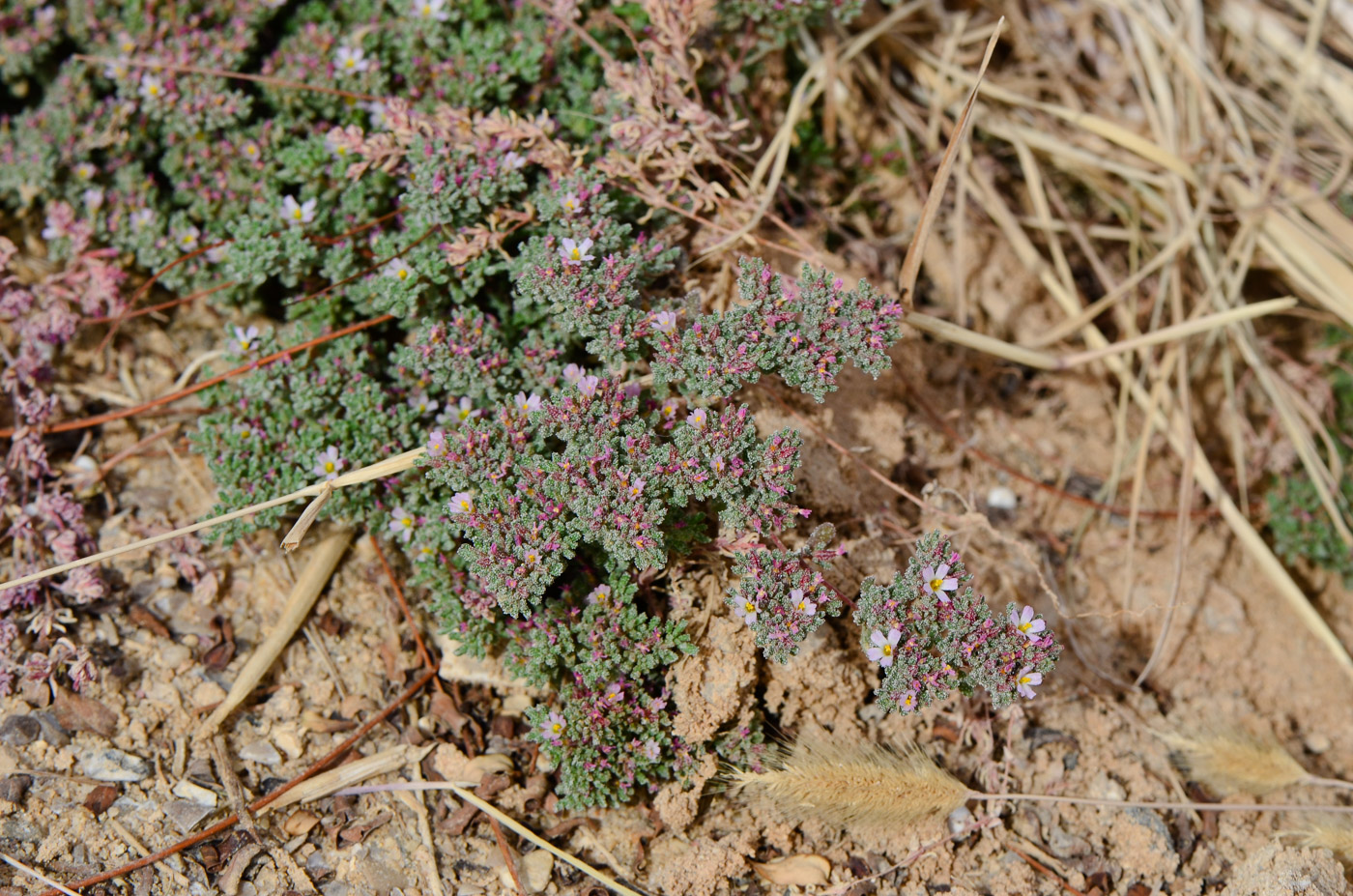 Image of Frankenia pulverulenta specimen.