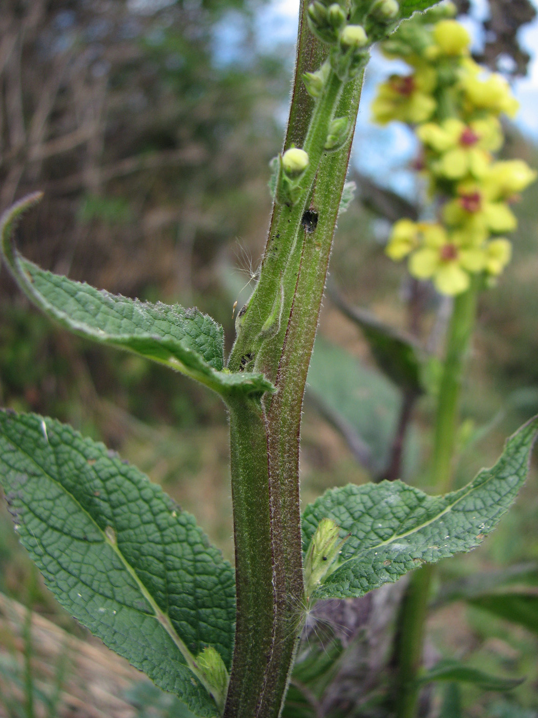 Изображение особи Verbascum nigrum.