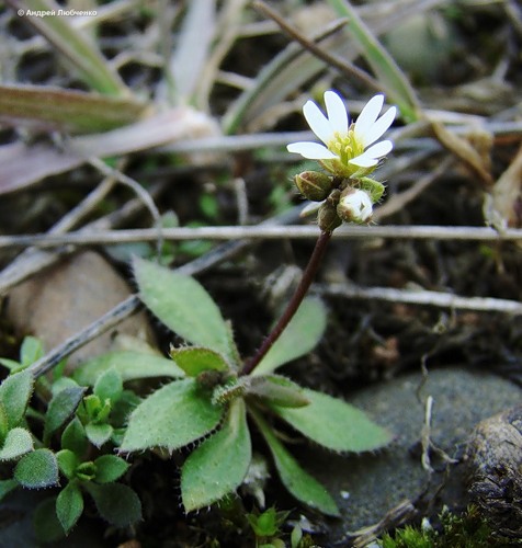 Image of Erophila verna specimen.