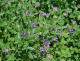 Psoralea bituminosa subspecies pontica. Верхушка цветущего растения. Крым, Бахчисарайский р-н, окр. пещерного г. Эски-Кермен, опушка дубового леса. 07.06.2016.
