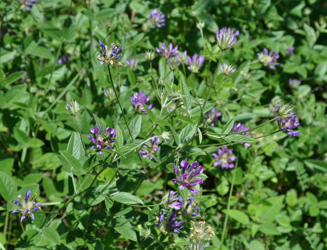 Image of Psoralea bituminosa ssp. pontica specimen.