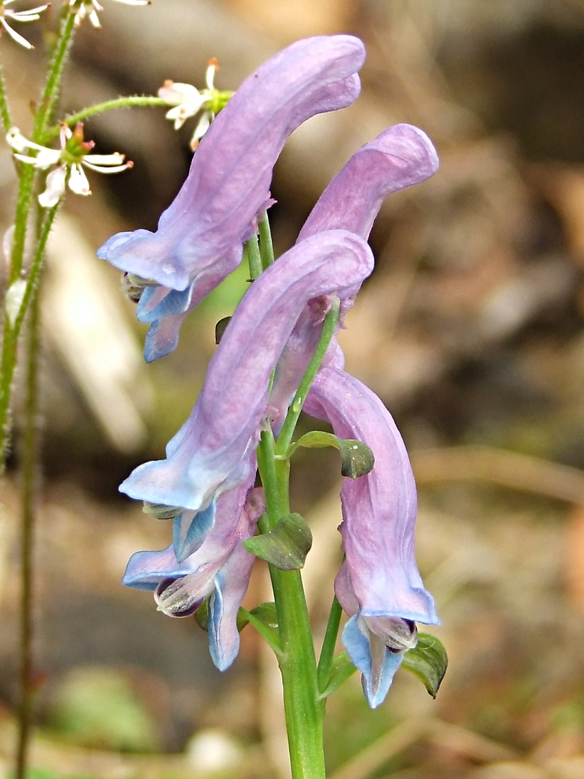 Image of Corydalis arctica specimen.