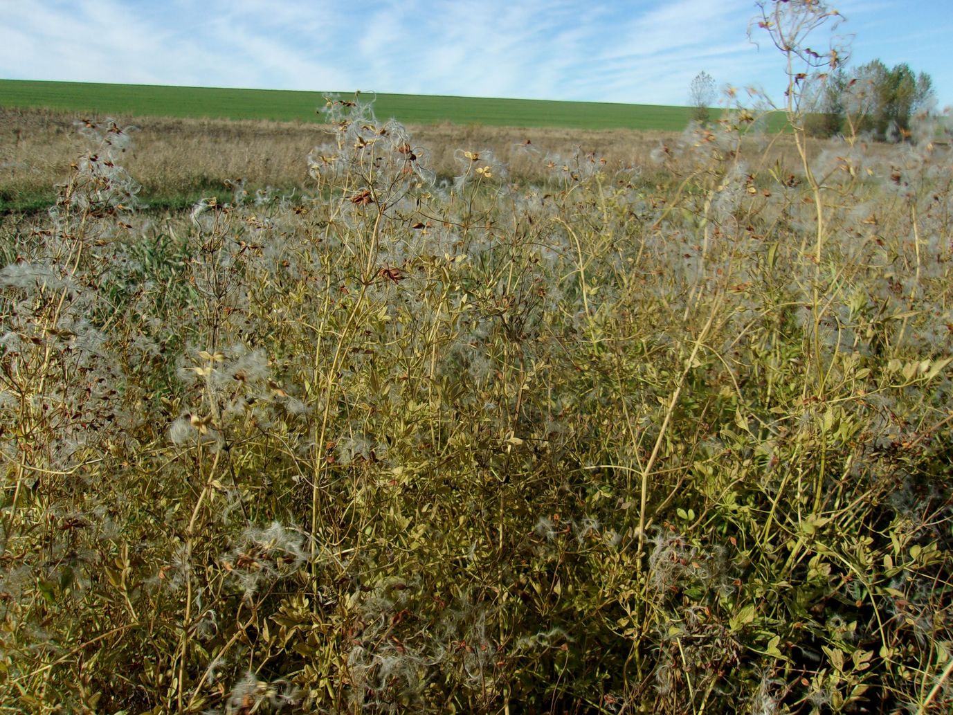 Image of Clematis lathyrifolia specimen.