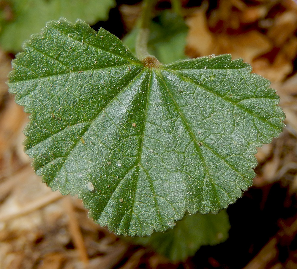 Image of Malva neglecta specimen.