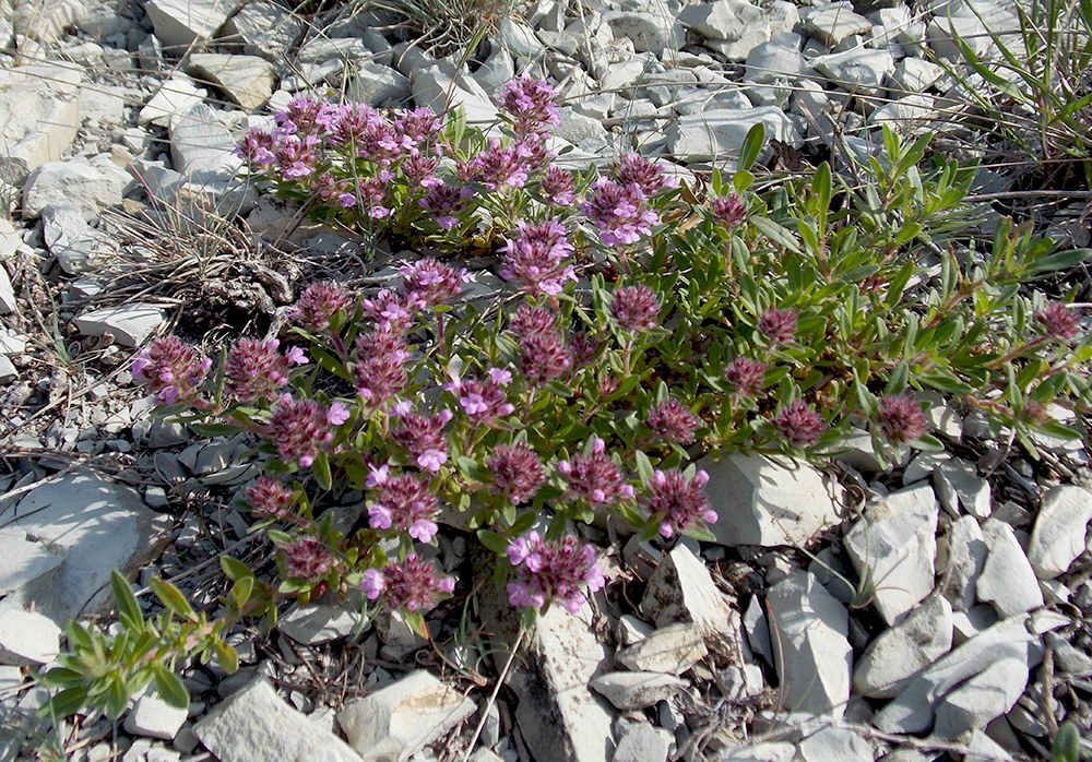 Изображение особи Thymus elenevskyi.