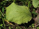 Borago officinalis. Лист. Украина, г. Запорожье, Прибрежная автомагистраль, заросшая клумба возле магазина Alfa Automotive Group. 05.06.2016.