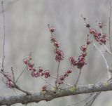 Ulmus minor. Часть цветущей ветви. Краснодарский край, Кущёвский р-н, станица Шкуринская, балочная степь.