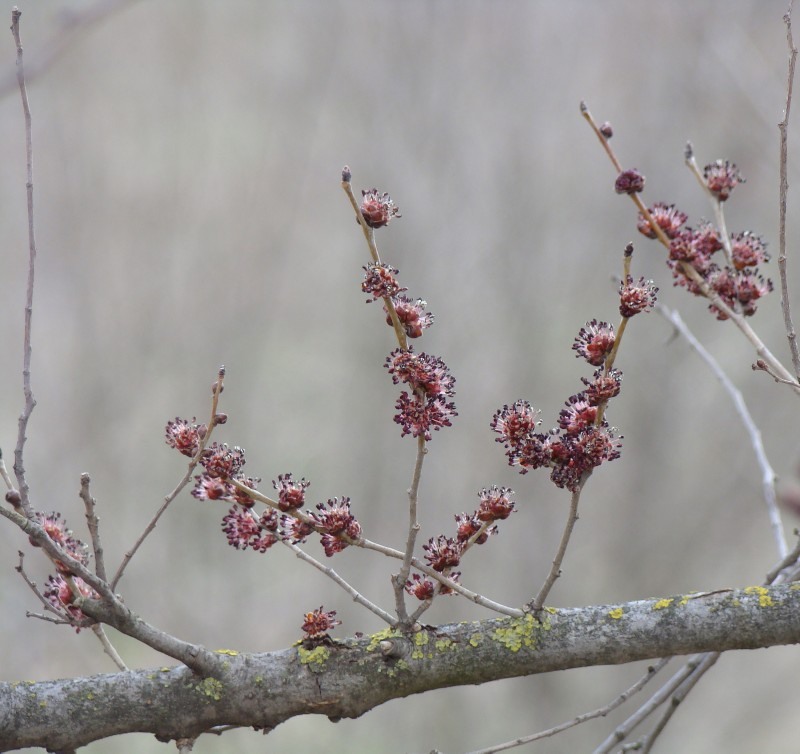 Image of Ulmus minor specimen.