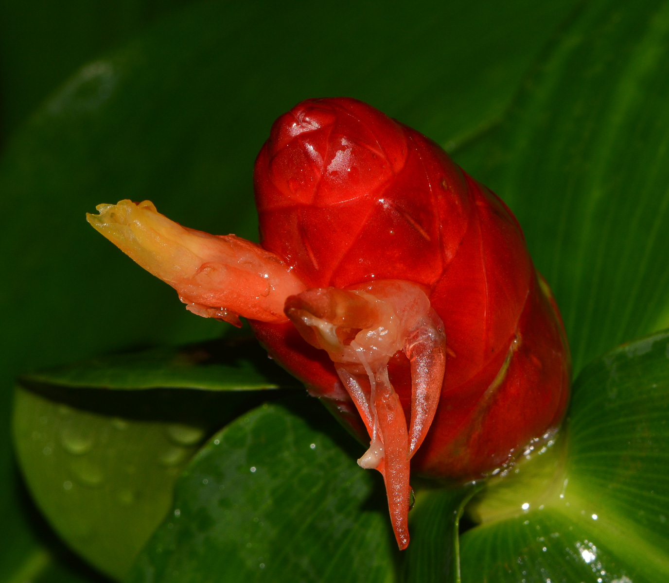 Image of Costus woodsonii specimen.