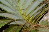 Pandanus tectorius