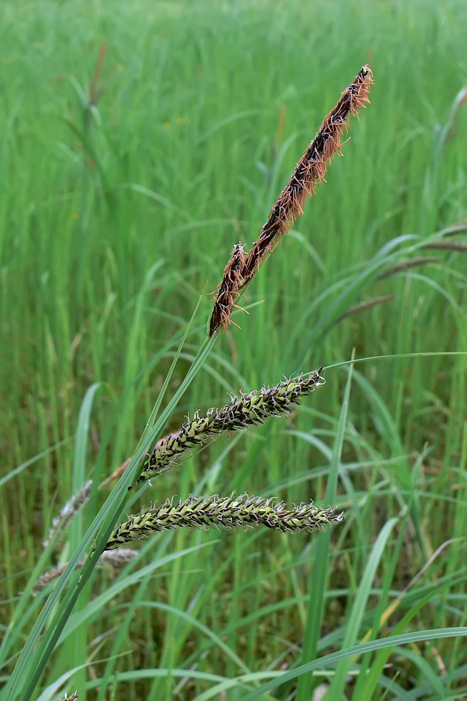 Изображение особи Carex acuta.