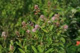 Spiraea humilis. Верхушка зацветающих побегов с кормящейся бронзовкой. Амурская обл., Магдагачинский р-н, окр. пос. Магдагачи, сырой луг вдоль берега водохранилища (р. Горчаки). 29.06.2016.