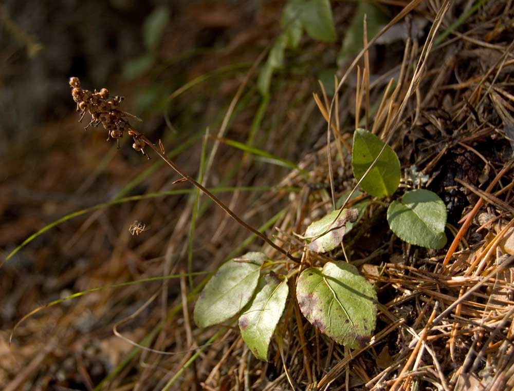 Image of Orthilia secunda specimen.