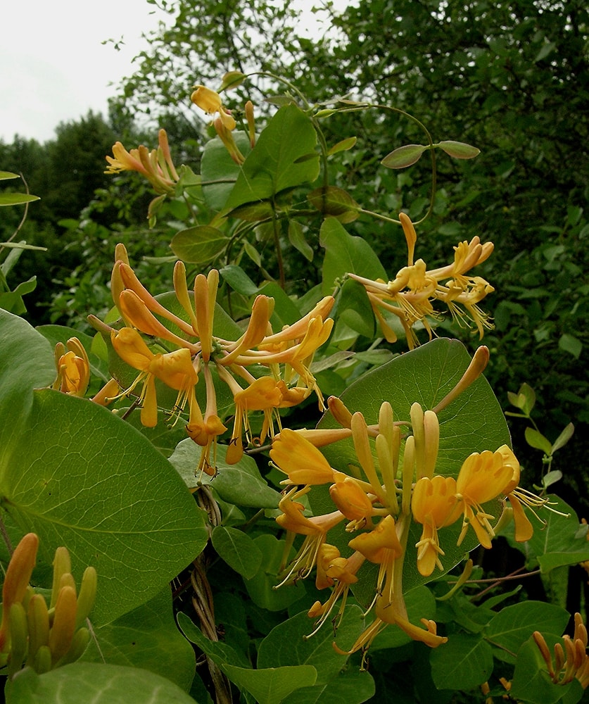 Изображение особи Lonicera × tellmanniana.