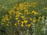 Tanacetum millefolium