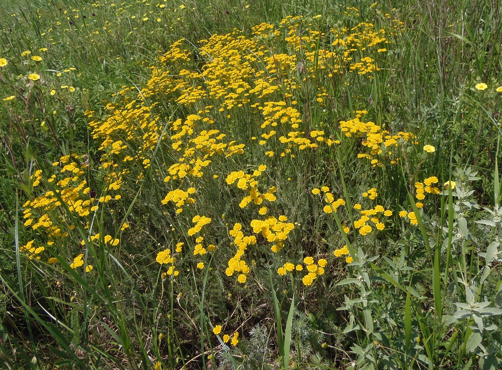 Image of Tanacetum millefolium specimen.