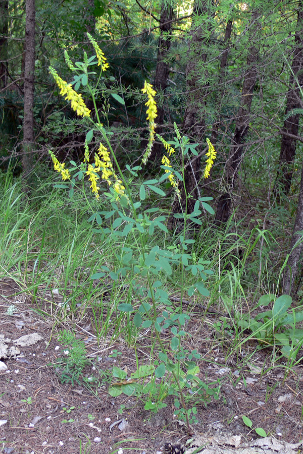 Изображение особи Melilotus officinalis.