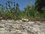 Cerastium brachypetalum ssp. tauricum