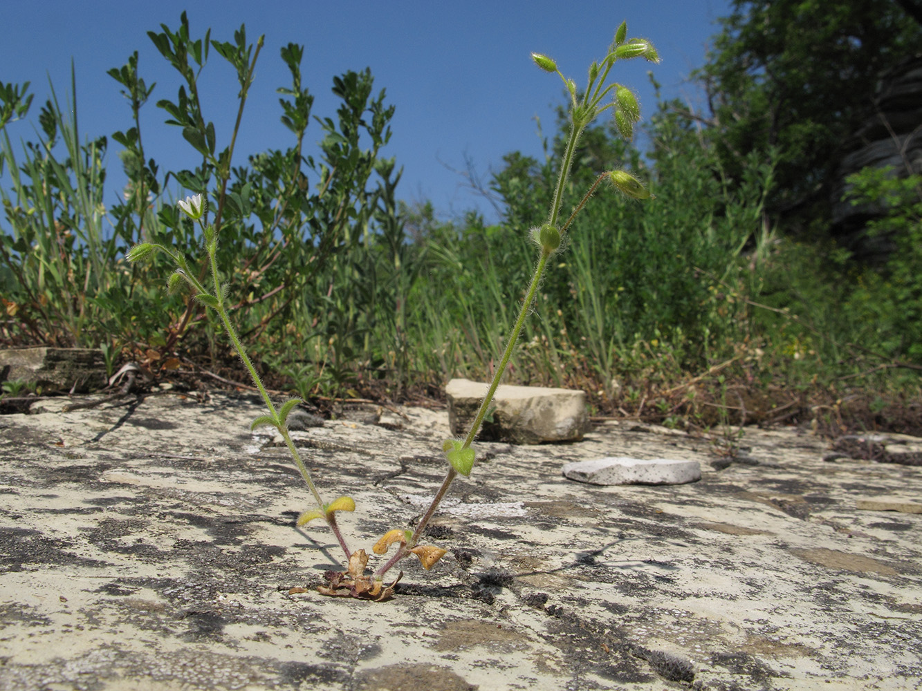 Image of Cerastium brachypetalum ssp. tauricum specimen.