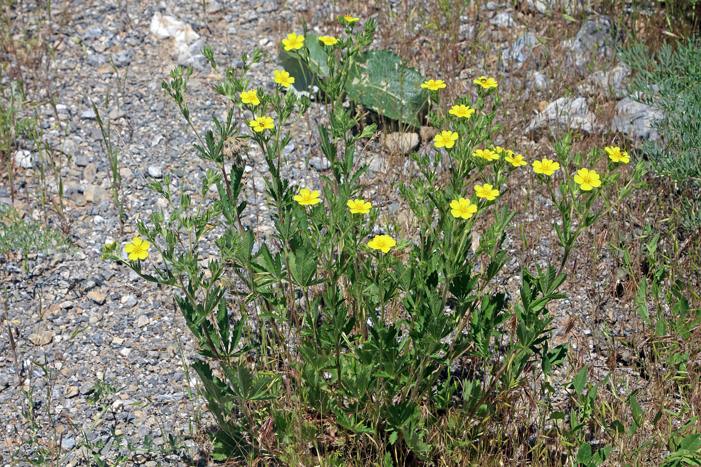 Image of Potentilla pedata specimen.