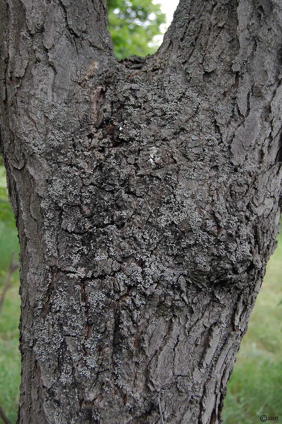 Изображение особи Gymnocladus dioicus.