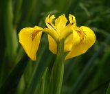 Iris pseudacorus