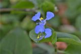 Commelina communis