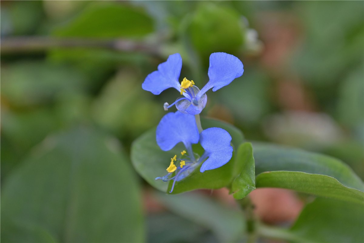 Изображение особи Commelina communis.