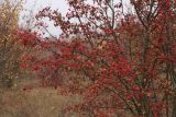 Crataegus rhipidophylla. Растение с плодами. Ростовская обл., Волгодонской р-н, Панский лес. 05.10.2016.