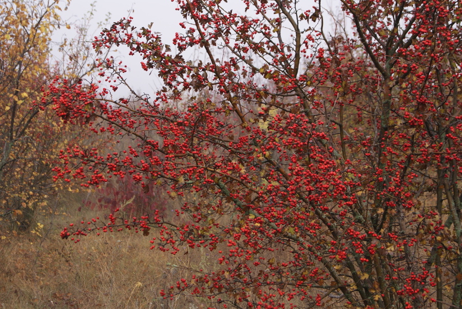 Изображение особи Crataegus rhipidophylla.