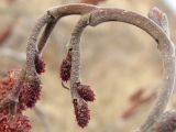 Alnus incana