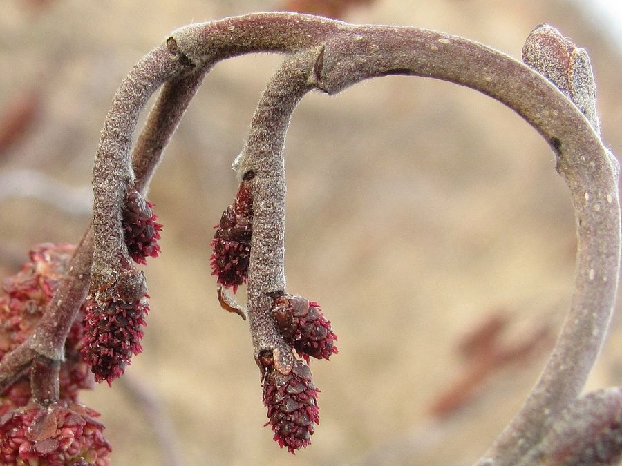 Изображение особи Alnus incana.