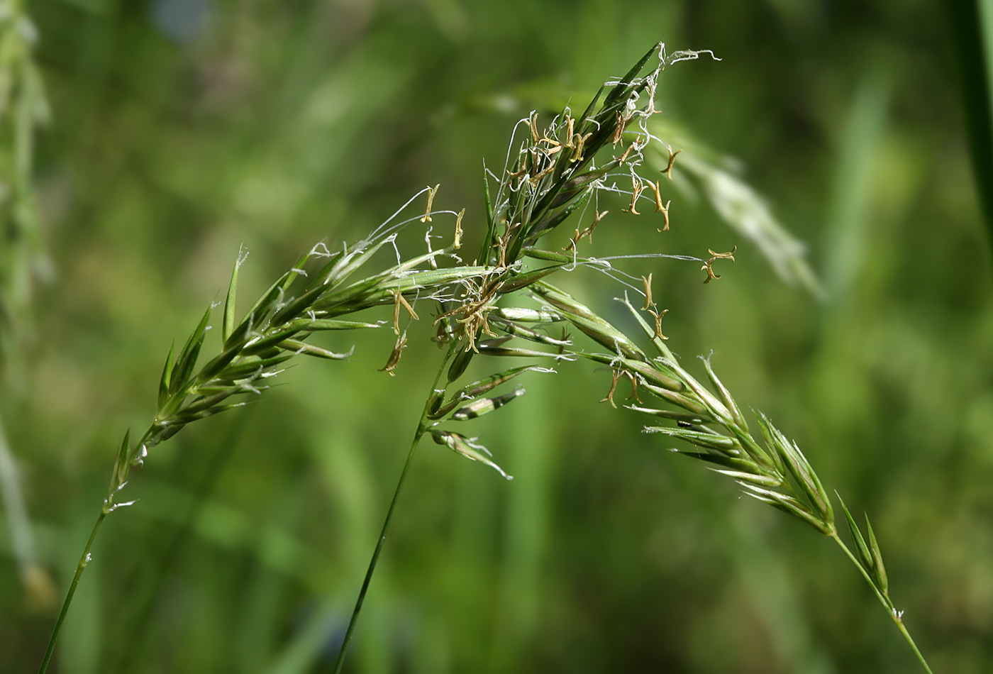 Image of Anthoxanthum odoratum specimen.