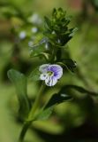 Veronica serpyllifolia