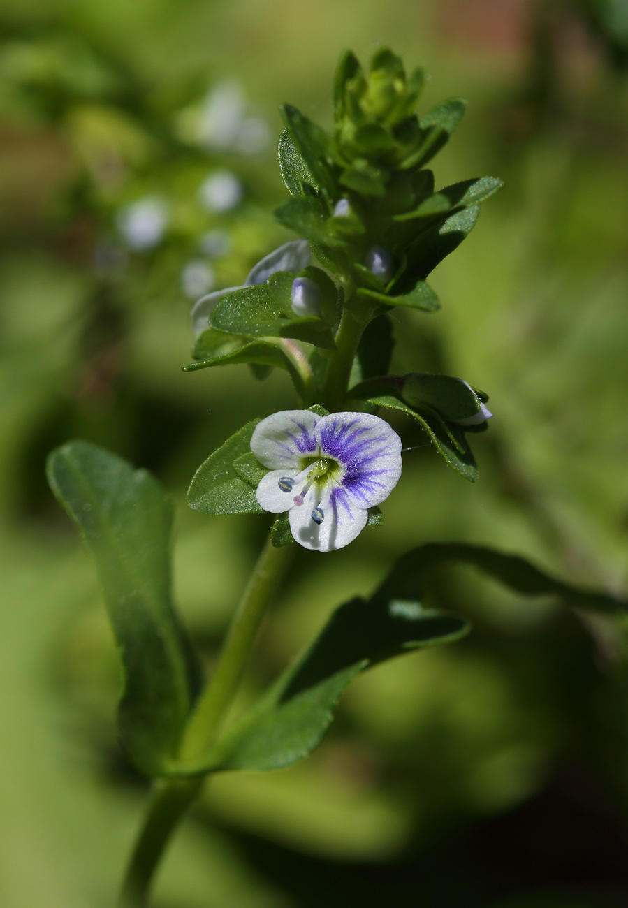 Image of Veronica serpyllifolia specimen.