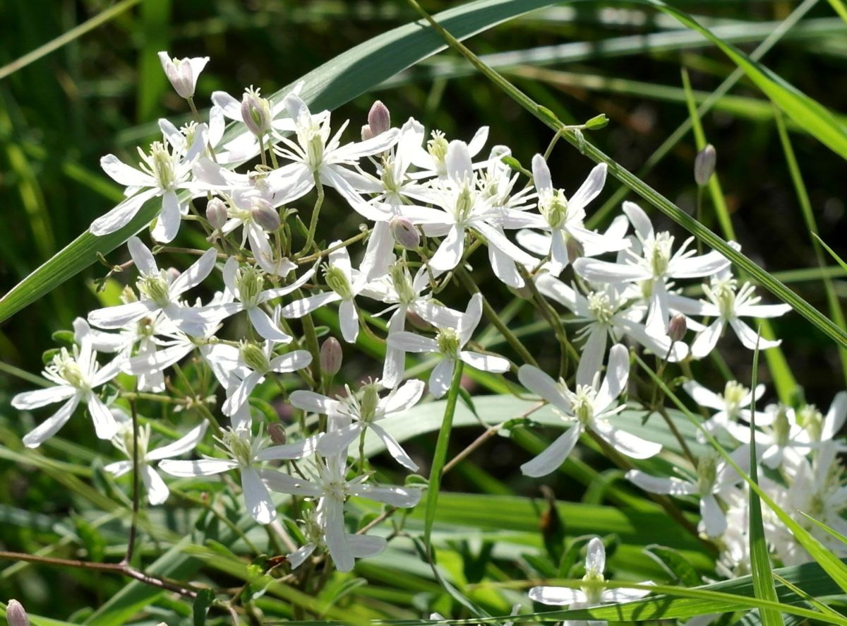 Image of Clematis lathyrifolia specimen.