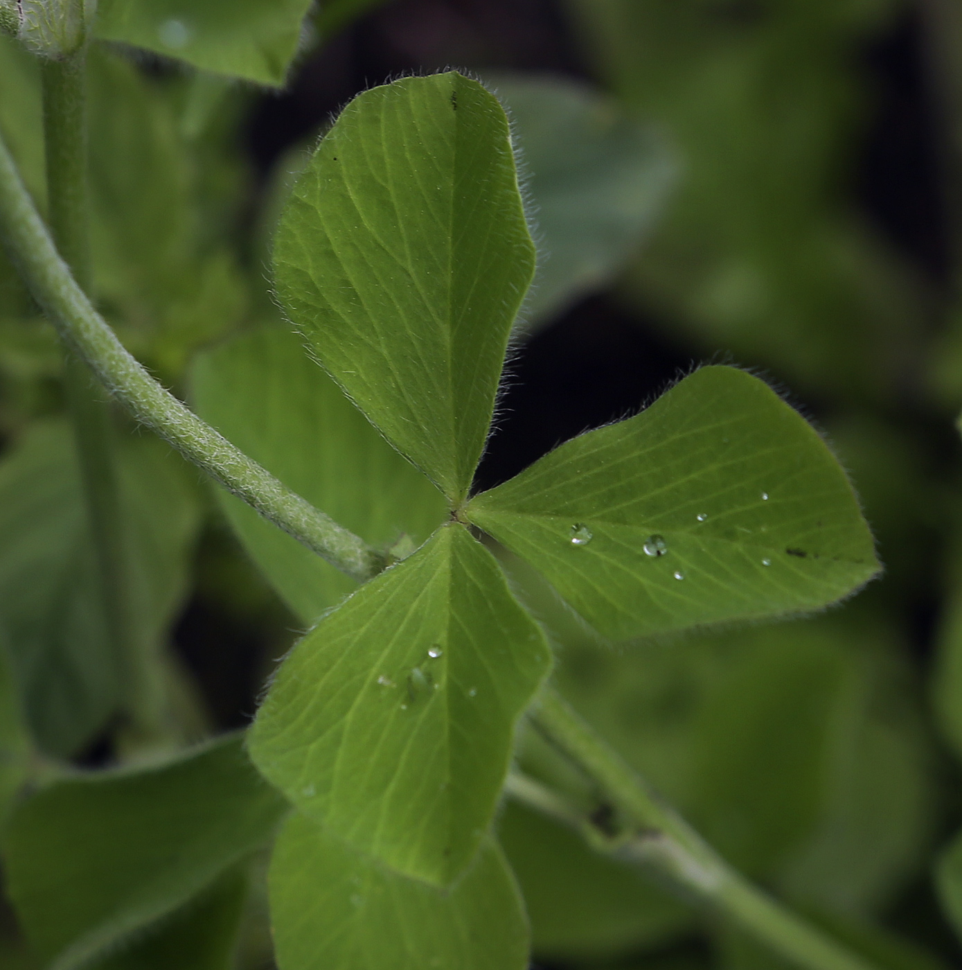 Image of Trifolium incarnatum specimen.