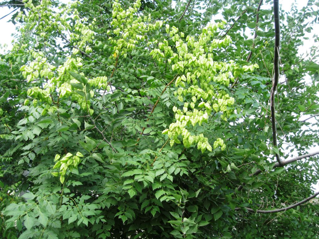 Image of Koelreuteria paniculata specimen.