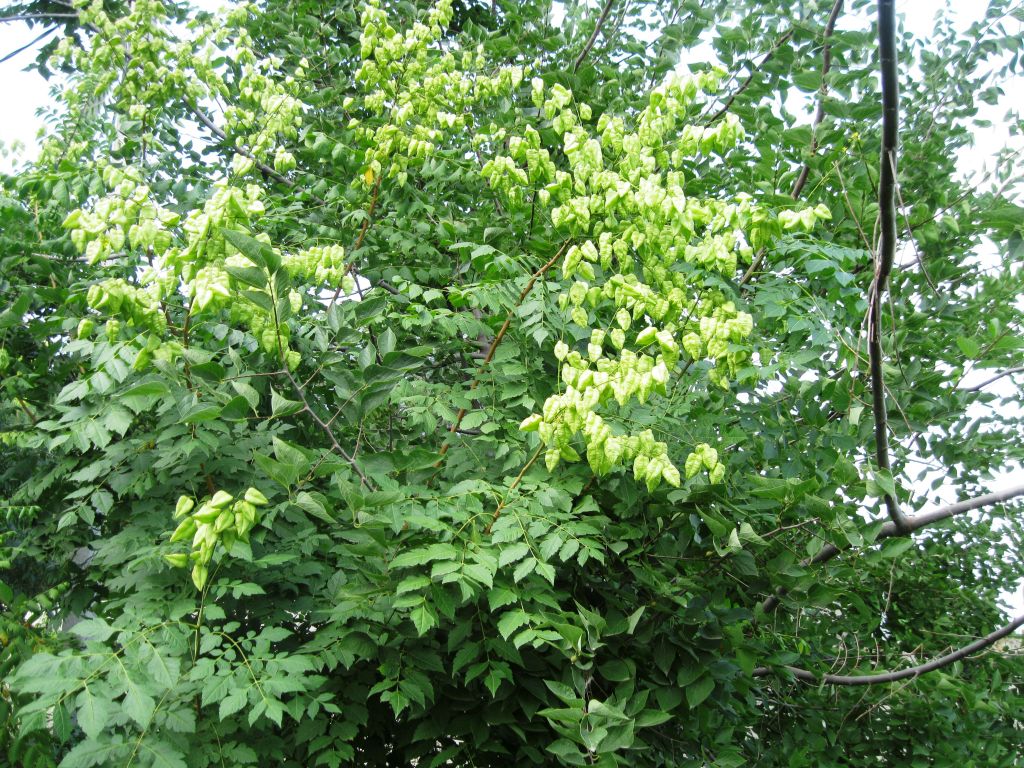 Изображение особи Koelreuteria paniculata.