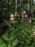 Impatiens glandulifera. Верхушка цветущего растения. Новосибирская обл., г. Новосибирск, Академгородок, берёзово-сосняк орляковый. 6 августа 2017 г.