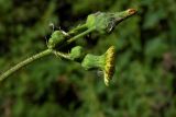 Sonchus asper