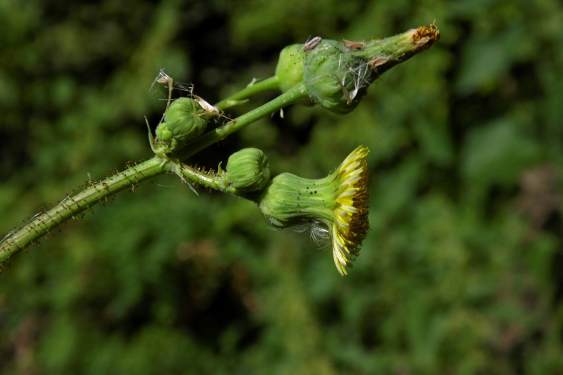 Image of Sonchus asper specimen.