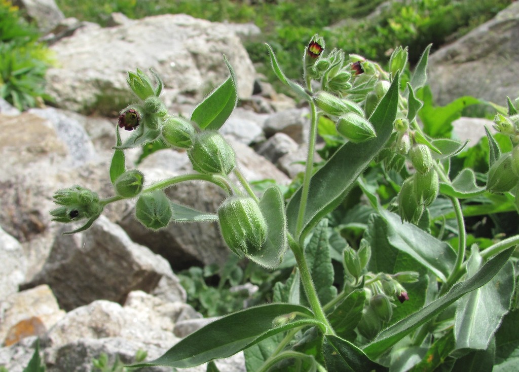 Image of Nonea intermedia specimen.