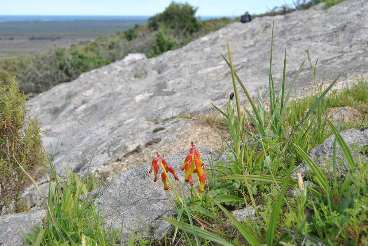 Image of Lachenalia aloides specimen.