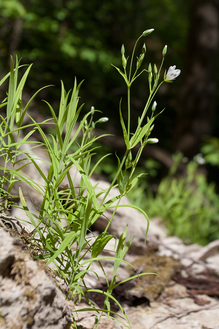 Image of Stellaria holostea specimen.